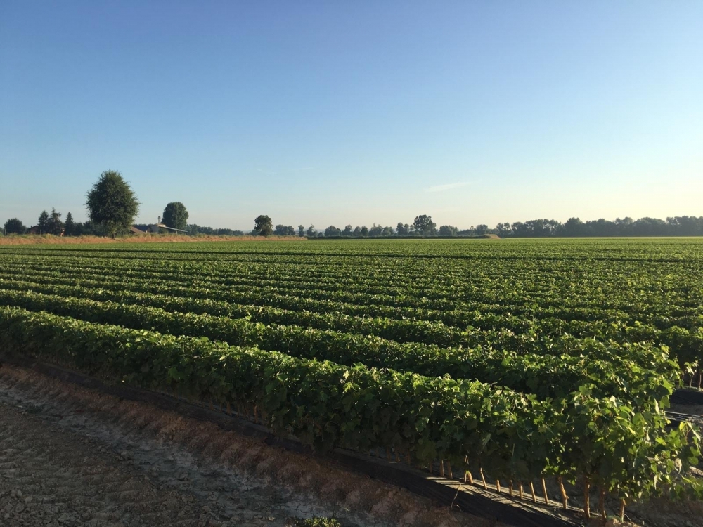 BARBATELLE PER VIGNETI - Pali e Accessori per Vigneti