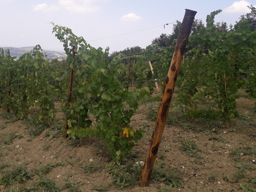 PALI IN LEGNO E CEMENTO - Pali e Accessori per Vigneti