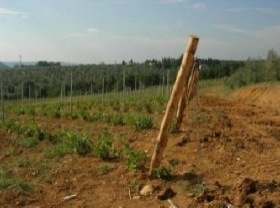 PALI IN LEGNO - Pali e Accessori per Vigneti